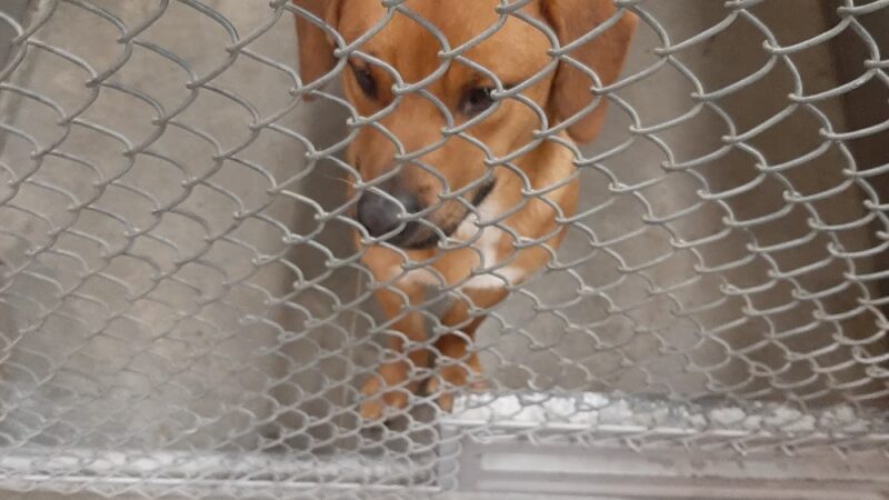 Coffeyville Friends of Animals - Coffeyville, KS