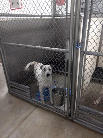 Coffeyville Friends of Animals - Coffeyville, KS