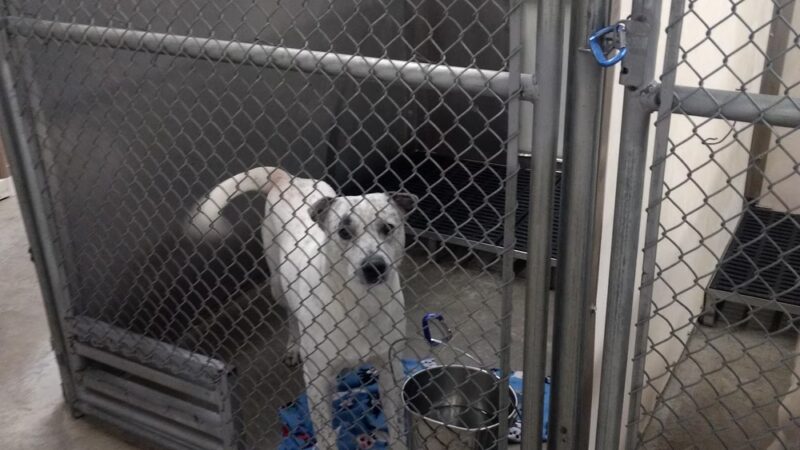 Coffeyville Friends of Animals - Coffeyville, KS