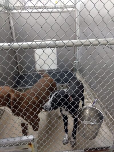 Coffeyville Friends of Animals - Coffeyville, KS