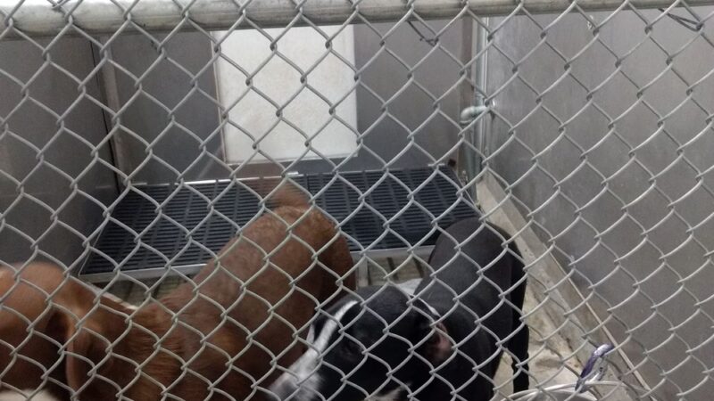 Coffeyville Friends of Animals - Coffeyville, KS