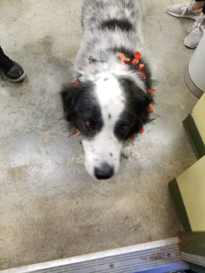 Coffeyville Friends of Animals - Coffeyville, KS