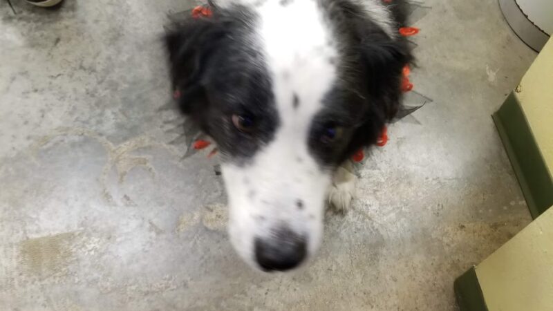 Coffeyville Friends of Animals - Coffeyville, KS