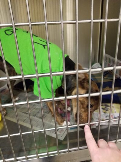 Coffeyville Friends of Animals - Coffeyville, KS