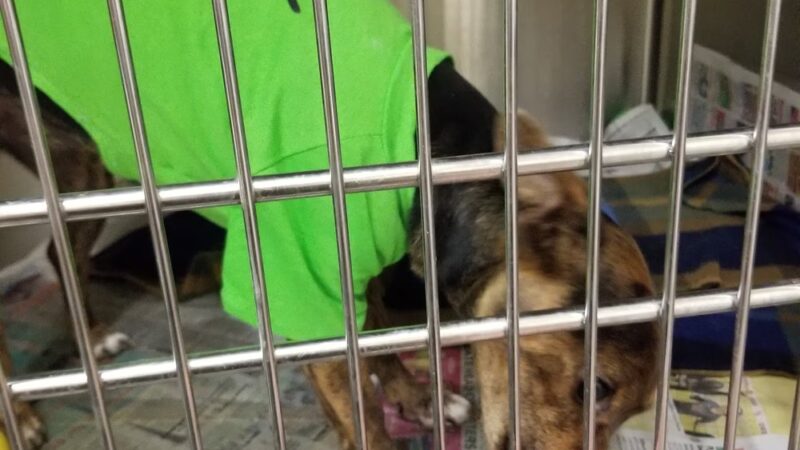 Coffeyville Friends of Animals - Coffeyville, KS