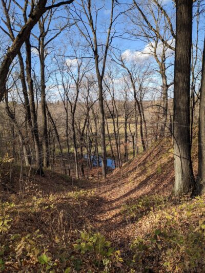 Wright County Park Forest Trail - Cokato, MN