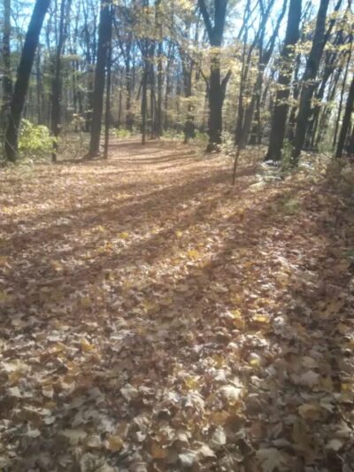 Wright County Park Forest Trail - Cokato, MN