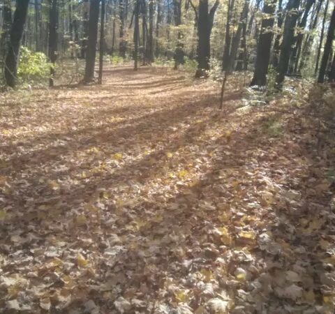 Wright County Park Forest Trail - Cokato, MN