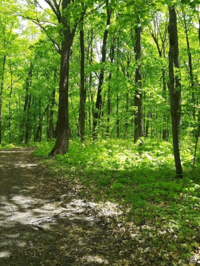 Wright County Park Forest Trail - Cokato, MN