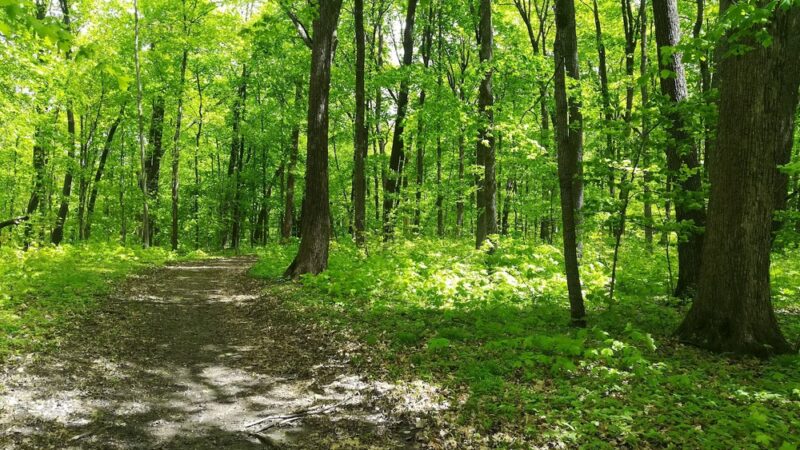 Wright County Park Forest Trail - Cokato, MN
