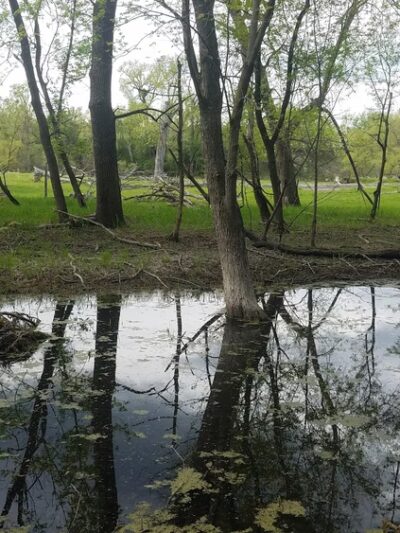 Wright County Park Forest Trail - Cokato, MN