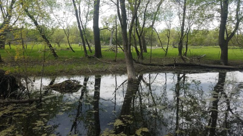 Wright County Park Forest Trail - Cokato, MN