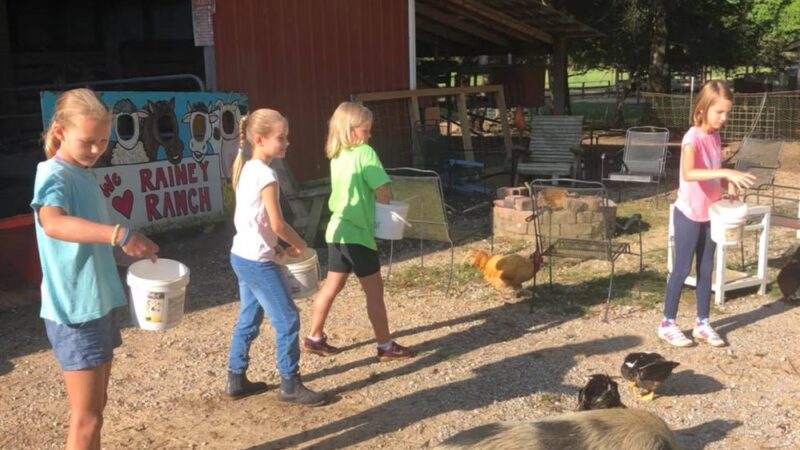 Rainey Ranch - Coker, AL