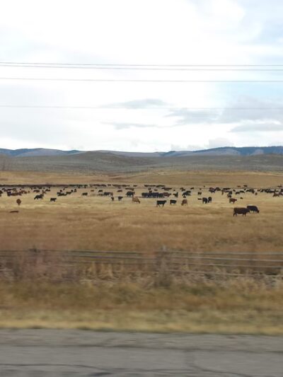 Cokeville Meadows Natl - Cokeville, WY