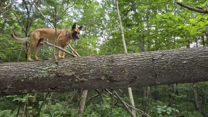 Village Park - Colchester, VT