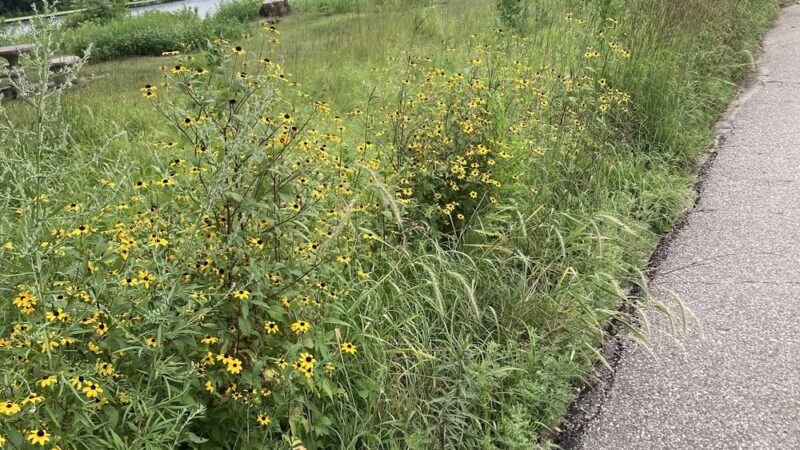 Lions Park - Cold Spring, MN