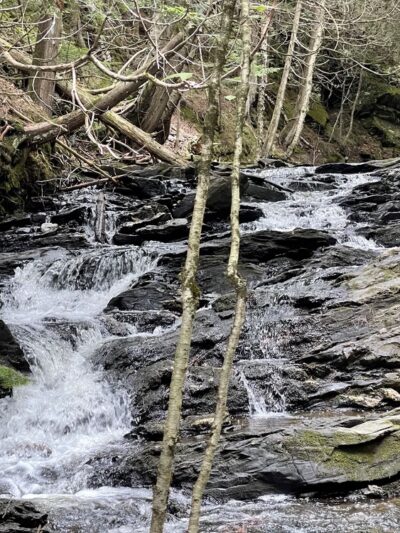 Colebrook Town Woodlot - Colebrook, NH