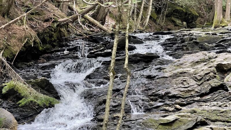 Colebrook Town Woodlot - Colebrook, NH