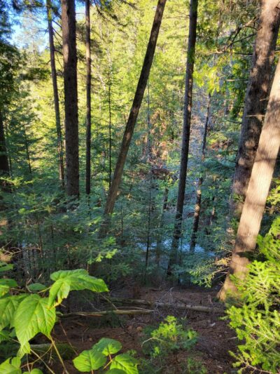 Colebrook Town Woodlot - Colebrook, NH