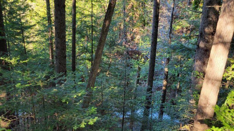 Colebrook Town Woodlot - Colebrook, NH