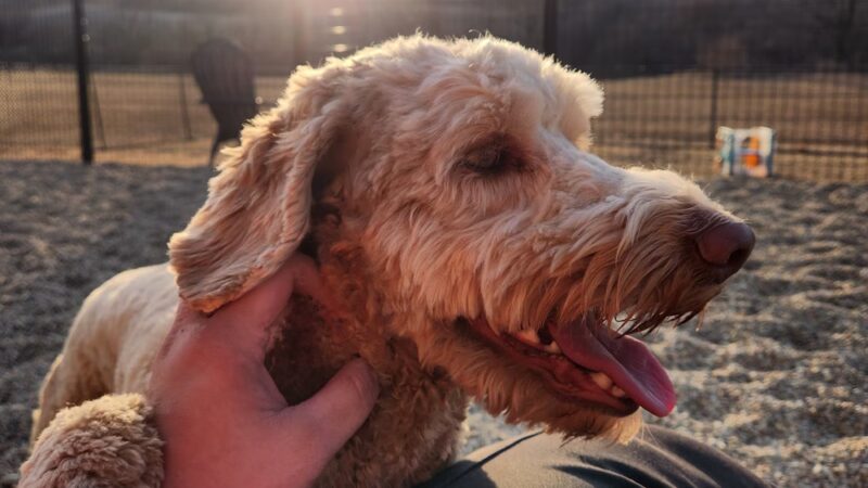 K9 Country - Colesburg, IA