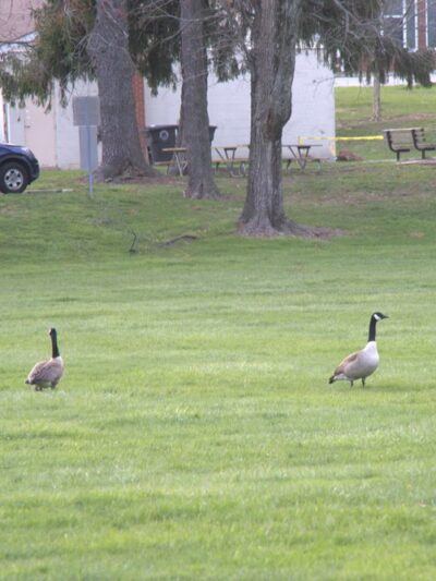 Colesville Local Park - Colesville, MD