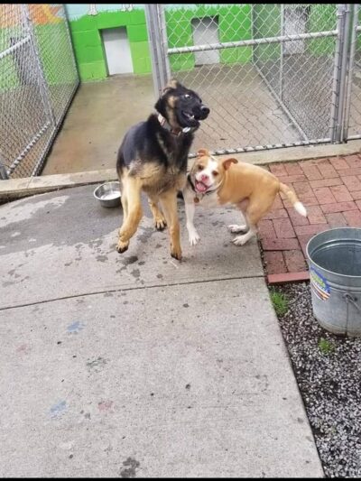 Doggy Be Good Kennel Camp & Grooming Salon - College Point, NY