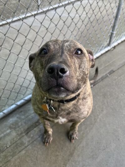 Doggy Be Good Kennel Camp & Grooming Salon - College Point, NY