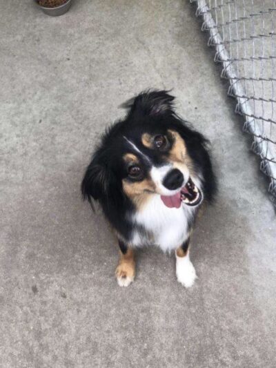 Doggy Be Good Kennel Camp & Grooming Salon - College Point, NY