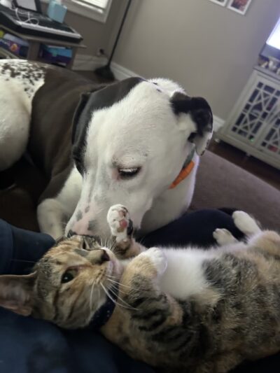 Doggy Be Good Kennel Camp & Grooming Salon - College Point, NY