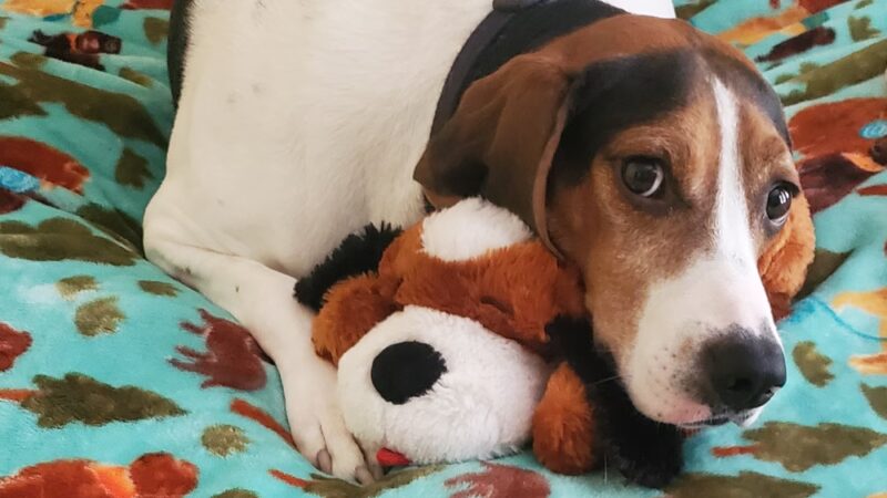 Doggy Be Good Kennel Camp & Grooming Salon - College Point, NY