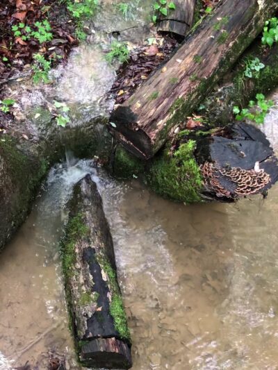 The Sabbath Trail - Collegedale, TN