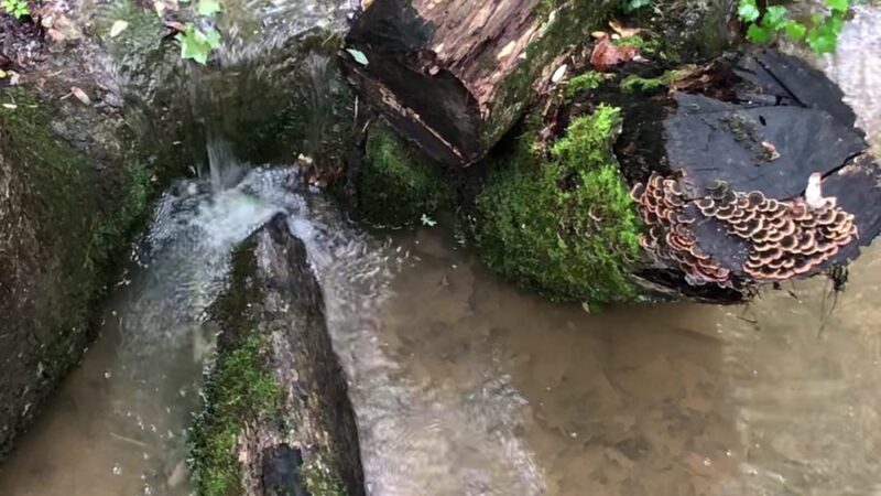 The Sabbath Trail - Collegedale, TN