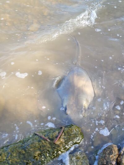 Oyster Lake Park - Collegeport, TX