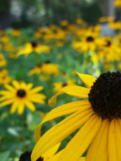 Edinborough Park - Colonial Heights, VA