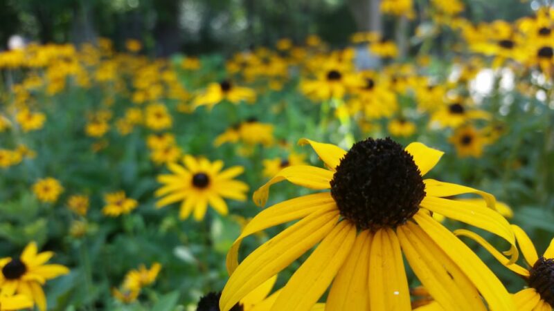 Edinborough Park - Colonial Heights, VA