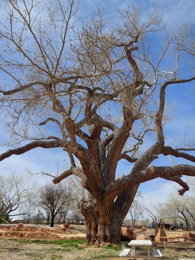 Cottonwood Park - Colorado City, AZ