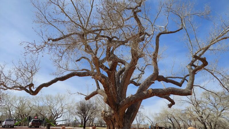 Cottonwood Park - Colorado City, AZ