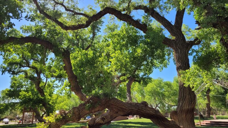 Cottonwood Park - Colorado City, AZ