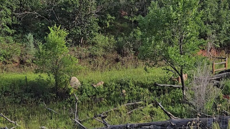 Red Rock Canyon Open Space Pavilion - Colorado Springs, CO