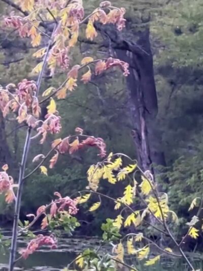 Kordiak Park - Columbia Heights, MN