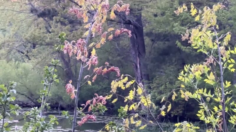 Kordiak Park - Columbia Heights, MN