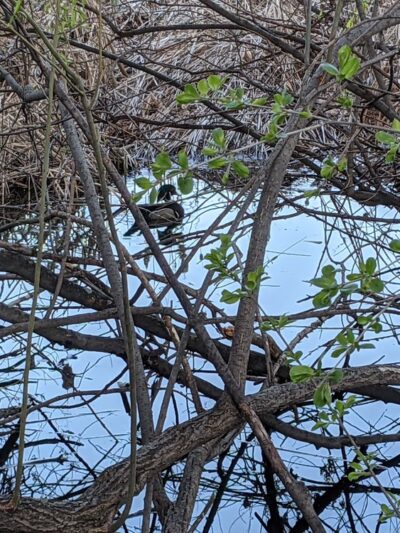 Sullivan Lake Park - Columbia Heights, MN