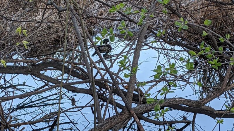 Sullivan Lake Park - Columbia Heights, MN