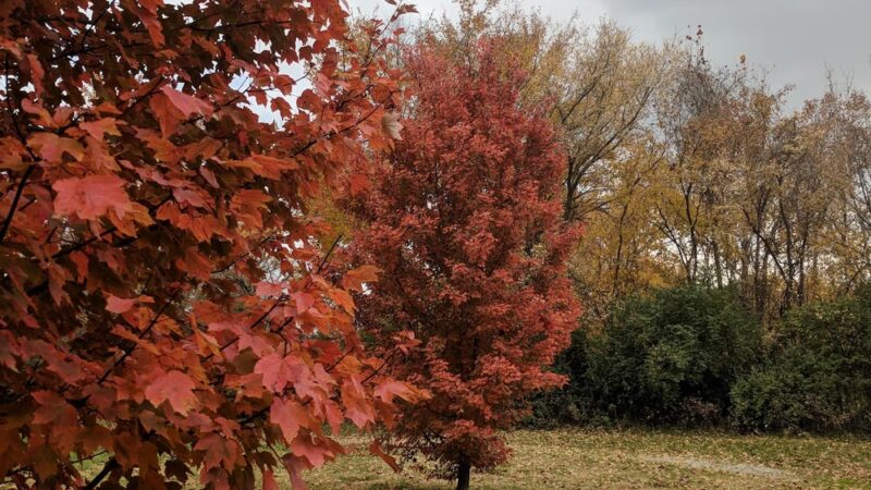 Meadow Ridge Park - Columbia, IL
