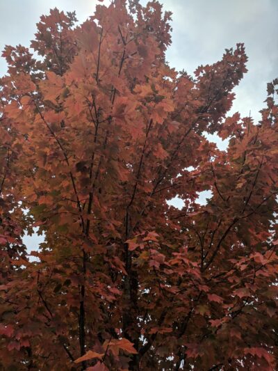 Meadow Ridge Park - Columbia, IL