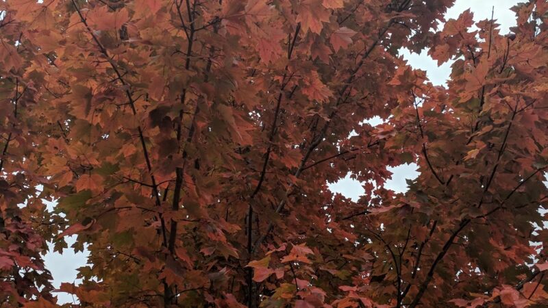 Meadow Ridge Park - Columbia, IL