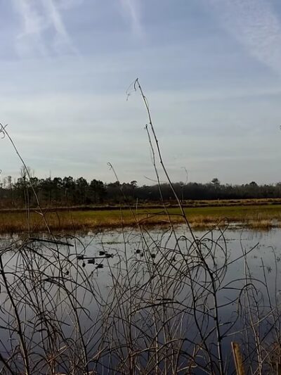 Alligator River Game Land - Columbia, NC
