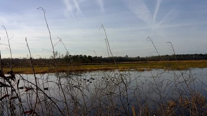 Alligator River Game Land - Columbia, NC