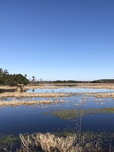 Alligator River Game Land - Columbia, NC